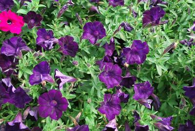 GreenFuse Botanicals: Blanket® Petunia Midnight Velvet 