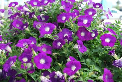 Blanket® Petunia Violet 