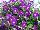 Blanket® Petunia Violet 
