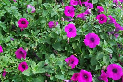 GreenFuse Botanicals: Blanket® Petunia Purple Improved 