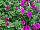Blanket® Petunia Purple Improved 