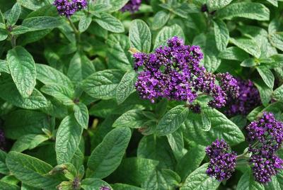  Heliotrope 'Topaz'