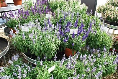 Cathedral Salvia 'Deep Blue'