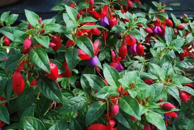 New Windchimes Fuchsia Rose & Purple 