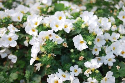 Betty Sutera 'White'