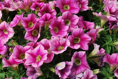 Good and Plenty Petunia 'EX1'