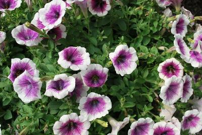 GreenFuse Botanicals: Good and Plenty Petunia EX2 