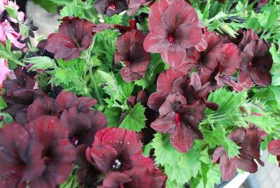 Solstice Pelargonium 'Chocolate'