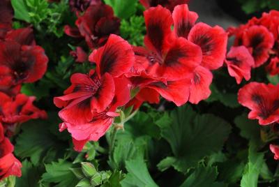 Solstice Pelargonium Mid Salmon 