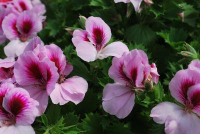 Solstice Pelargonium Pink Azalea 