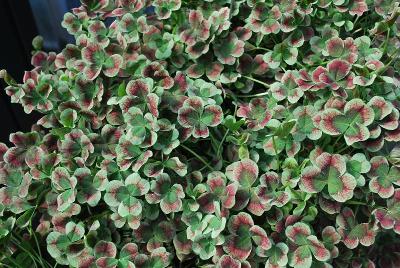 4 Luck™ Trifolium Red Green 