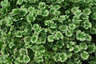 4 Luck™ Trifolium 'Green Glow'