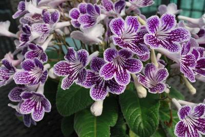 Ladyslippers Streptocarpus 'Blue Ice'
