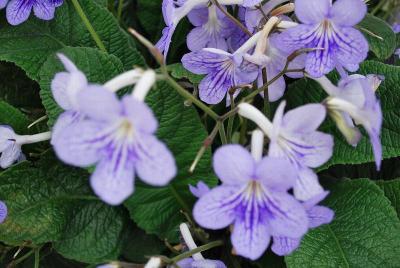 Ladyslippers Streptocarpus 'Blue Ice'
