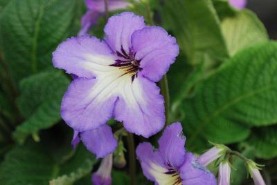 Ladyslippers Streptocarpus 'Blue White Center'