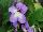 Ladyslippers Streptocarpus Blue White Center 