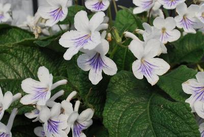 Ladyslippers Streptocarpus 'White Ice'