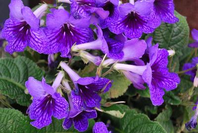 Ladyslippers Streptocarpus 'Deep Blue Vein'