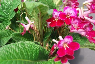 Ladyslippers Streptocarpus 'Pinot'