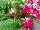 Ladyslippers Streptocarpus Pinot 