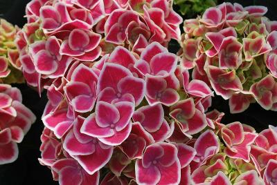 Helium Hydrangea Pink Bicolor 