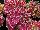 Helium Hydrangea Pink Bicolor 