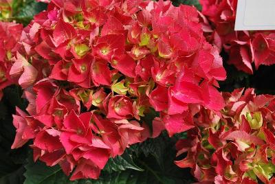 Helium Hydrangea Red 