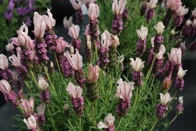 Barcelona Lavender Pink 