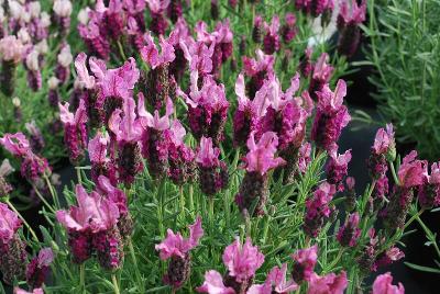 New Madrid Lavender 'Rose'