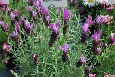 Madrid Lavender Purple 