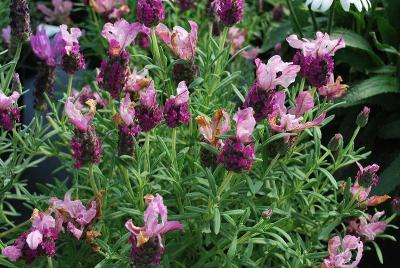 Madrid Lavender 'Pink'