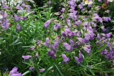  Penstemon 'Soaring Lavender'