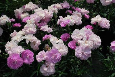 GreenFuse Botanicals: Constant Beauty Dianthus Pink 