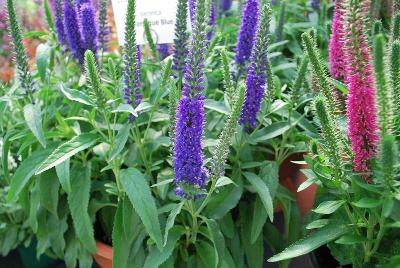 Vernique Veronica 'Blue'