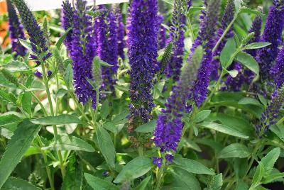 Vernique Veronica 'Dark Blue'