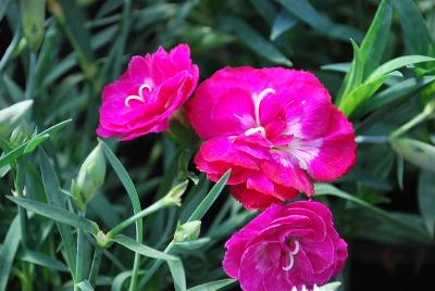 Cadence Dianthus Garnet 