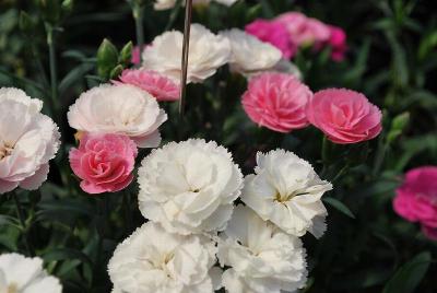 Cadence Dianthus Peach 