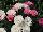 GreenFuse Botanicals: Dianthus  'Peach' 