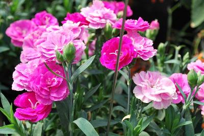 Cadence Dianthus 'Raspberry'