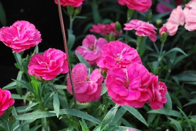 Cadence Dianthus Cherry Red 
