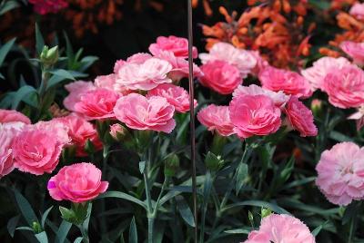 Cadence Dianthus Salmon 