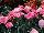 GreenFuse Botanicals: Dianthus  'Salmon' 