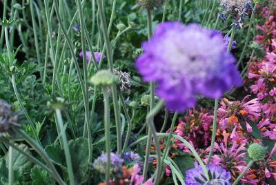 Giga Scabiosa Purple 