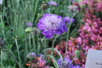 Giga Scabiosa Purple 