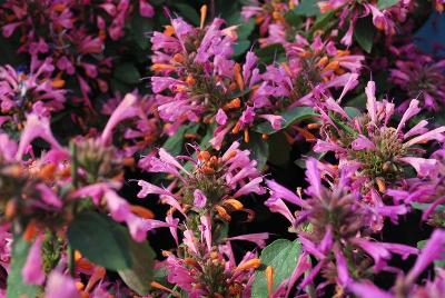 Acapulco Deluxe Agastache 'EX1'