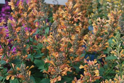 Acapulco Deluxe Agastache 'Peach'