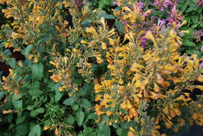 Acapulco Deluxe Agastache Yellow 