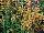 GreenFuse Botanicals: Agastache  'Yellow' 