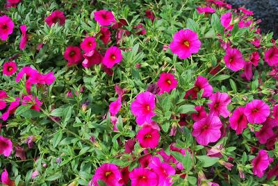 Cruze Calibrachoa Rose 