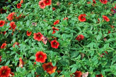 Cruze Calibrachoa 'Persimmon'